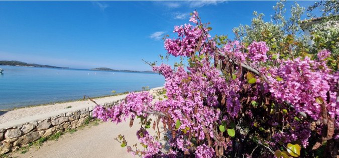 Dalma Residence blizu mora, Žaborić, Dalmacija Žaborić