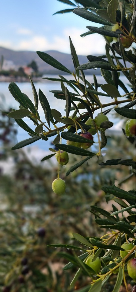 Dalma Residence blizu mora, Žaborić, Dalmacija Žaborić