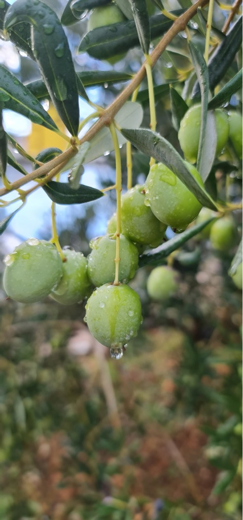 Dalma Residence blizu mora, Žaborić, Dalmacija Žaborić