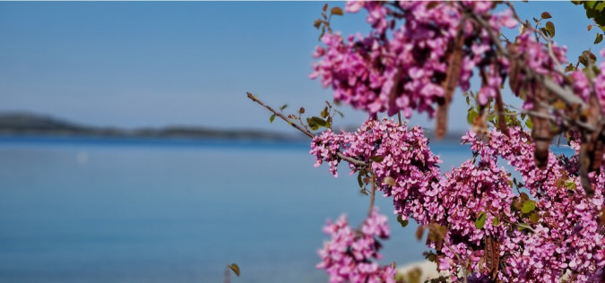 Dalma Residence blizu mora, Žaborić, Dalmacija Žaborić