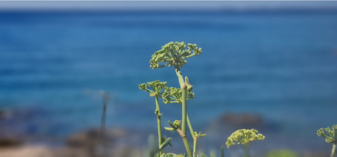 Okolica, Dalma Residence blizu mora, Žaborić, Dalmacija Žaborić