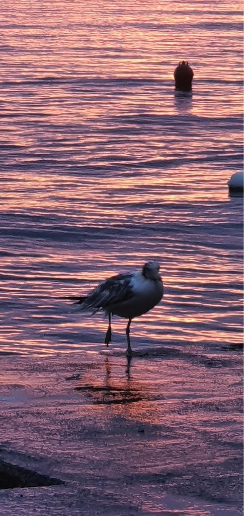 Dalma Residence blizu mora, Žaborić, Dalmacija Žaborić
