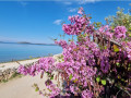 Dalma Residence near the sea, Žaborić, Dalmatia, Croatia Žaborić