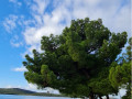 Dalma Residence near the sea, Žaborić, Dalmatia, Croatia Žaborić